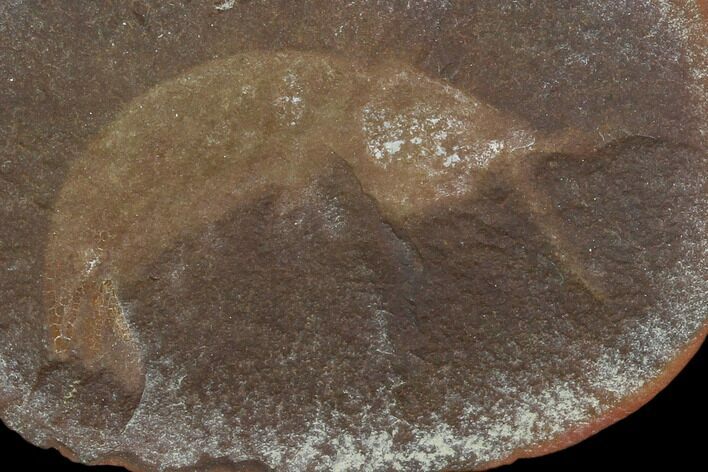 Fossil Shrimp (Tyrannophontes) In Ironstone - Illinois #120892